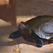 Madagascan Big-Headed Turtle