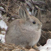 Pygmy Rabbit
