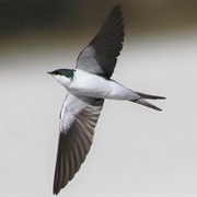 Bahama Swallow