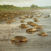 Costa Rica's Tortuguero National Park
