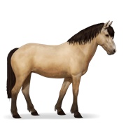 Newfoundland Pony - Dun