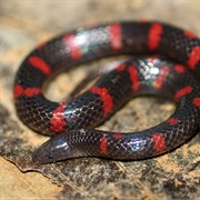 Honduran Red-Banded Earth Snake
