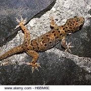 Lima Leaf-Toed Gecko