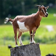 Goats Do Not Have Teeth in Their Upper Front Jaw.