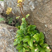 Scots Lovage (Ligusticum Scoticum)