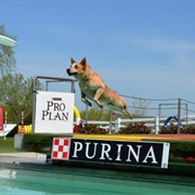 Purina Farms
