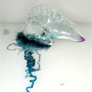 Portuguese Man O' War