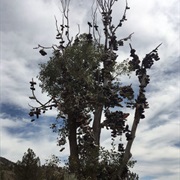 Mitchell Shoe Tree, Mitchell OR