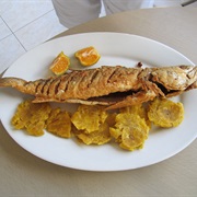 Corvina Drum (Cilus Gilberti)