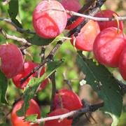 Sand Plum