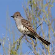 Ash-Throated Flycatcher