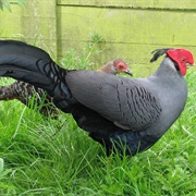 Fireback (Pheasant)