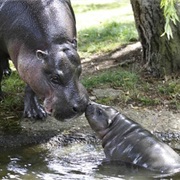 Sapo National Park, Liberia