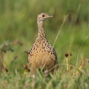 Spotted Nothura (Nothura Maculosa)
