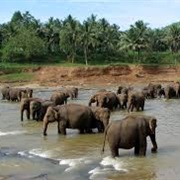 Pinnawela, Sri Lanka