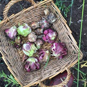 Keeled Garlic (Allium Carinatum)