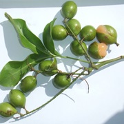 Spanish Lime (Melicoccus Bijugatus)