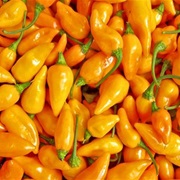 Datil Pepper