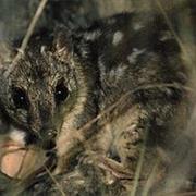 Narrien Range National Park (QLD)