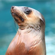 Australian Fur Seal