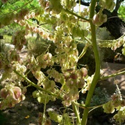 Sacahuista (Nolina Microcarpa)