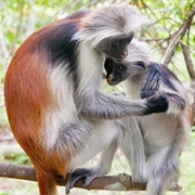 Miss Waldron's Red Colobus