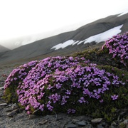 Moss Campion (Silene Acaulis)