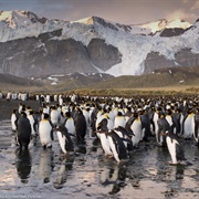 Gold Harbour, South Georgia