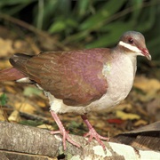 Key West Quail-Dove