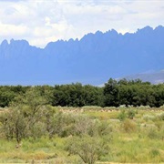 Mesilla Valley Bosque State Park, New Mexico