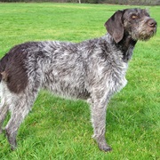 German Wirehaired Pointer
