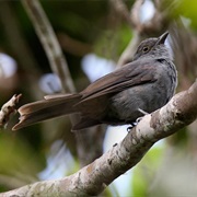 Chestnut-Capped Piha