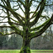 Redwood Park, Surrey, BC