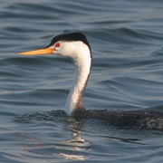 Clark's Grebe