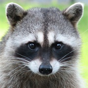 Racoon