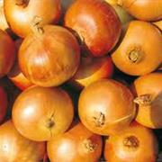Onion - Brown