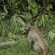Florida Panther National Wildlife Refuge