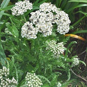 Common Yarrow