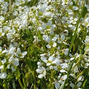 English Scurvygrass (Cochlearia Anglica)