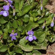 Hookedspur Violet (Viola Adunca)