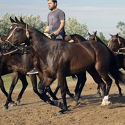 Argentine Polo Pony