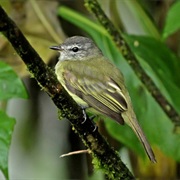 Greenish Elaenia