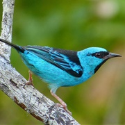Blue Dacnis (Dacnis Cayana)