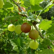 Gooseberry