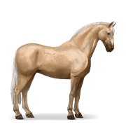 Purebred Spanish Horse - Palomino