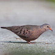 Common Ground-Dove