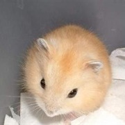 Pudding Hamster