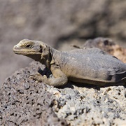 Chuckwalla