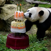 Ouwehands Dierenpark, Rhenen, Netherlands