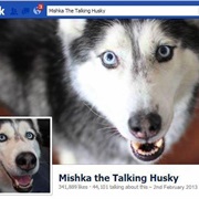 Husky Dog Talking